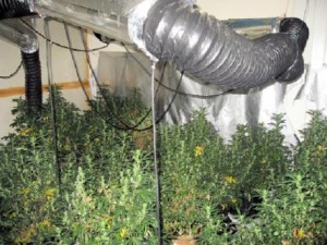 cannabis factory