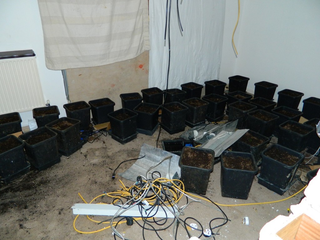 cannabis farm in rental property