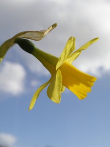 Daffodil